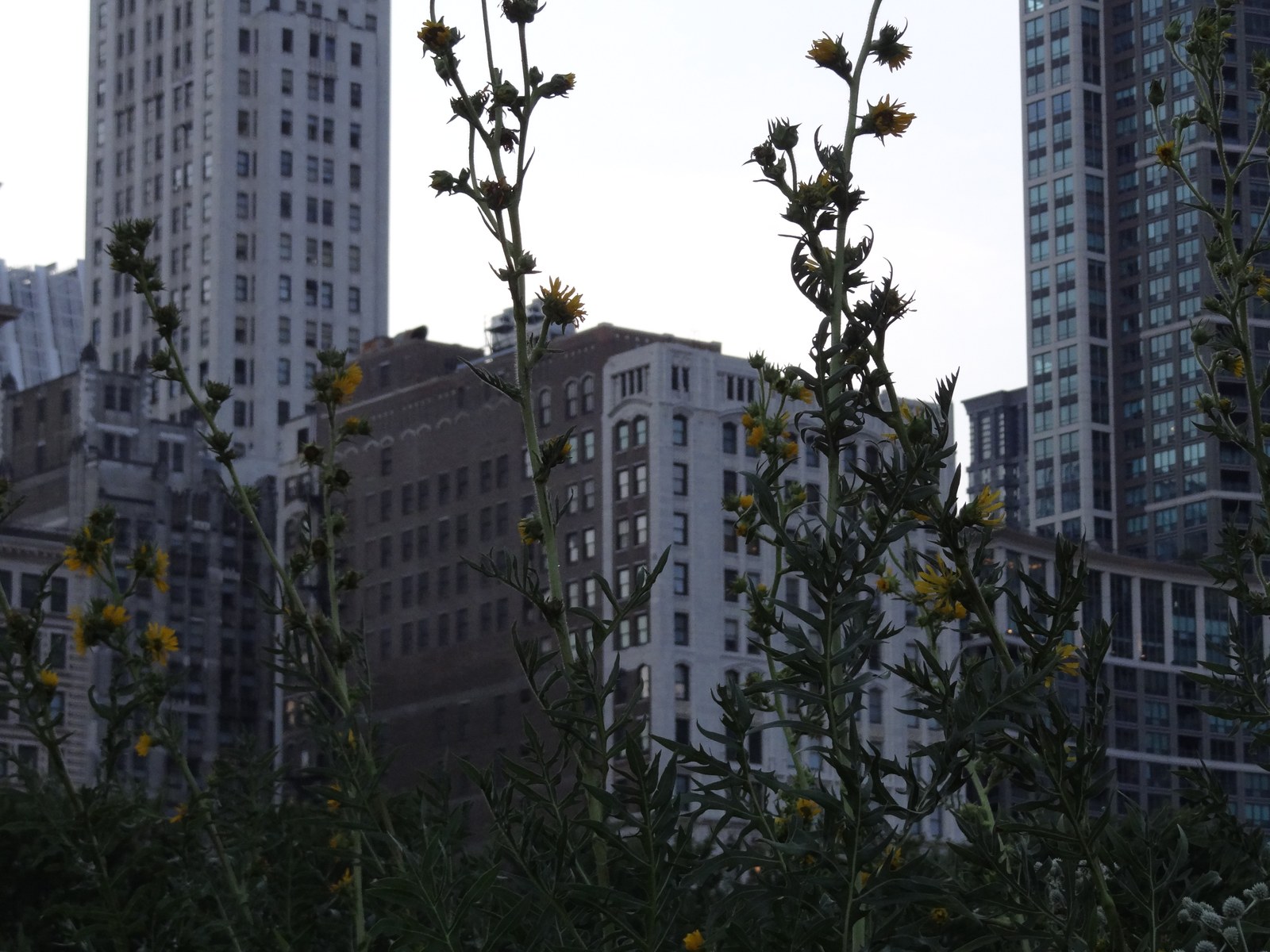 Lurie Garden trong Millennium Park, Chicago — luống hoa lâu năm do Piet Oudolf bố trí