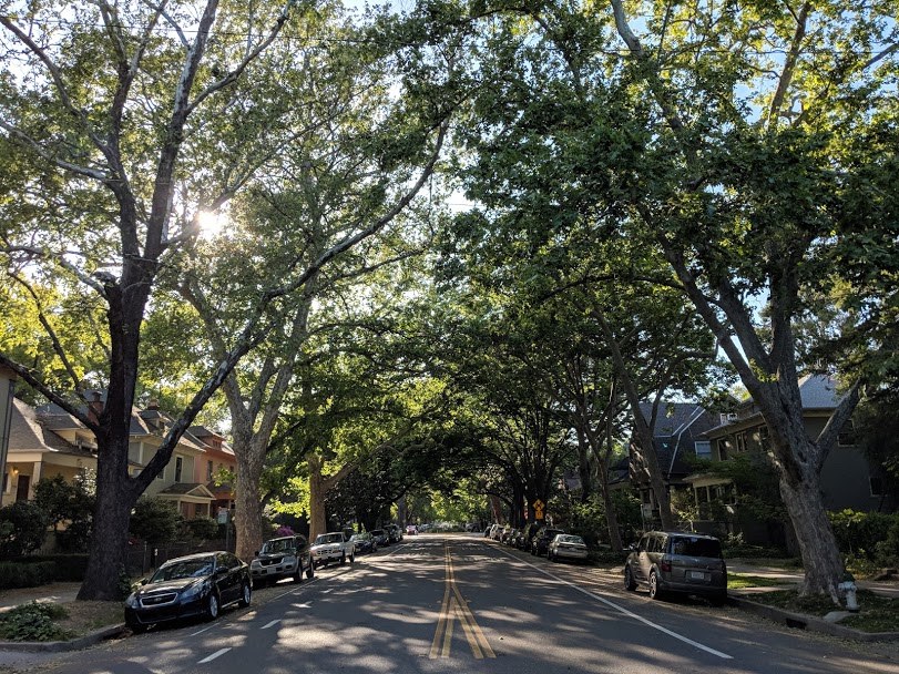 Tán cây khép kín trên một tuyến phố ở Midtown Sacramento, nhìn từ dưới đường lên