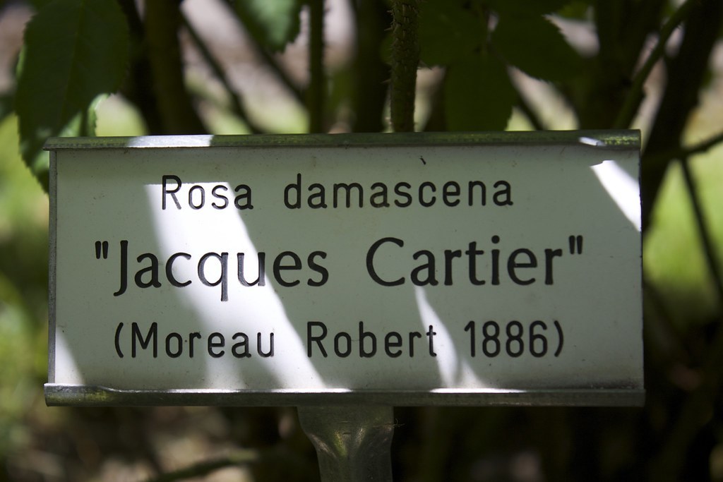 Biển tên bằng kim loại ghi "Rosa damascena 'Jacques Cartier' (Moreau Robert 1886)" cắm trước một bụi hồng trong vườn