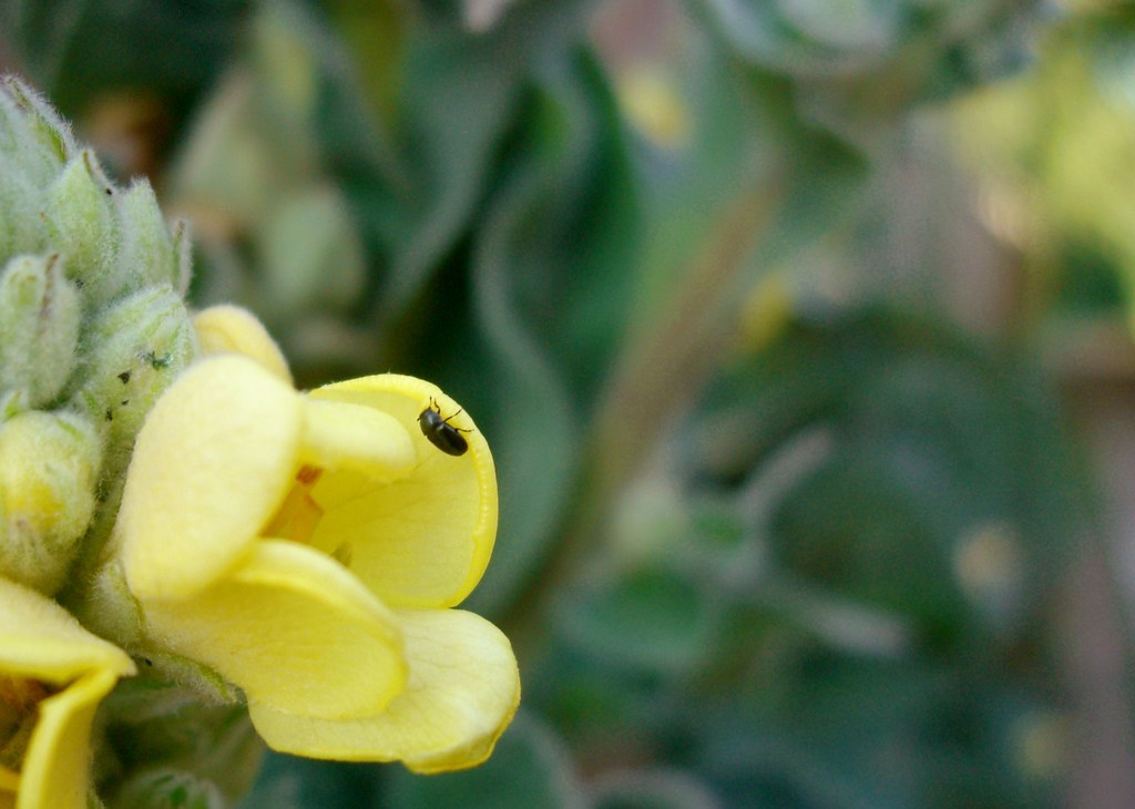 Một nhánh Verbascum với nhiều nụ và hoa vàng mọc dọc thân, toàn bộ bề mặt thân và lá phủ lông tơ trắng mịn