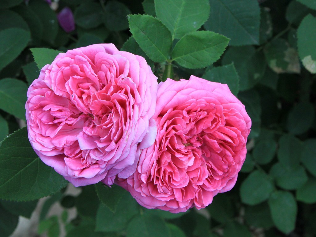 Cận cảnh hai bông hoa hồng damask màu hồng đậm, cánh hoa xếp lớp dày, lá xanh phía sau