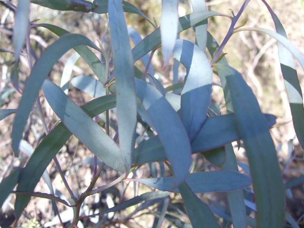 Cận cảnh nhiều lá dài hình lưỡi liềm màu xanh ánh bạc của một loài khuynh diệp (Eucalyptus), mọc dày đặc trên cành
