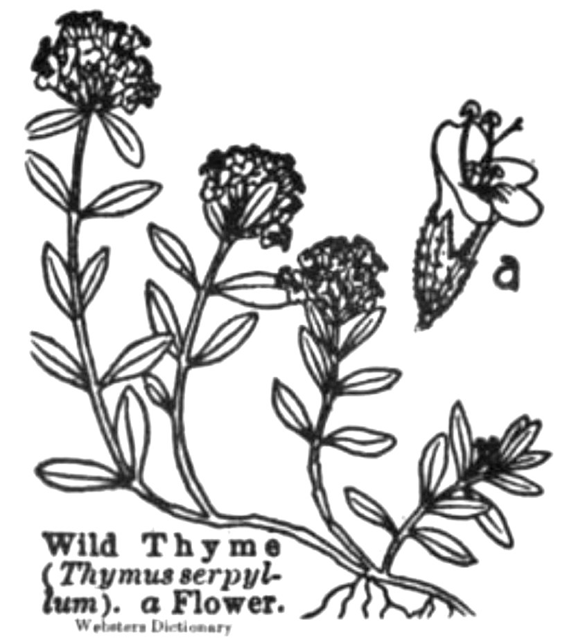 Hình vẽ minh hoạ đen trắng cây cỏ xạ hương dại (Wild Thyme) trích từ một cuốn từ điển cũ, có ghi tên khoa học Thymus serpyllum
