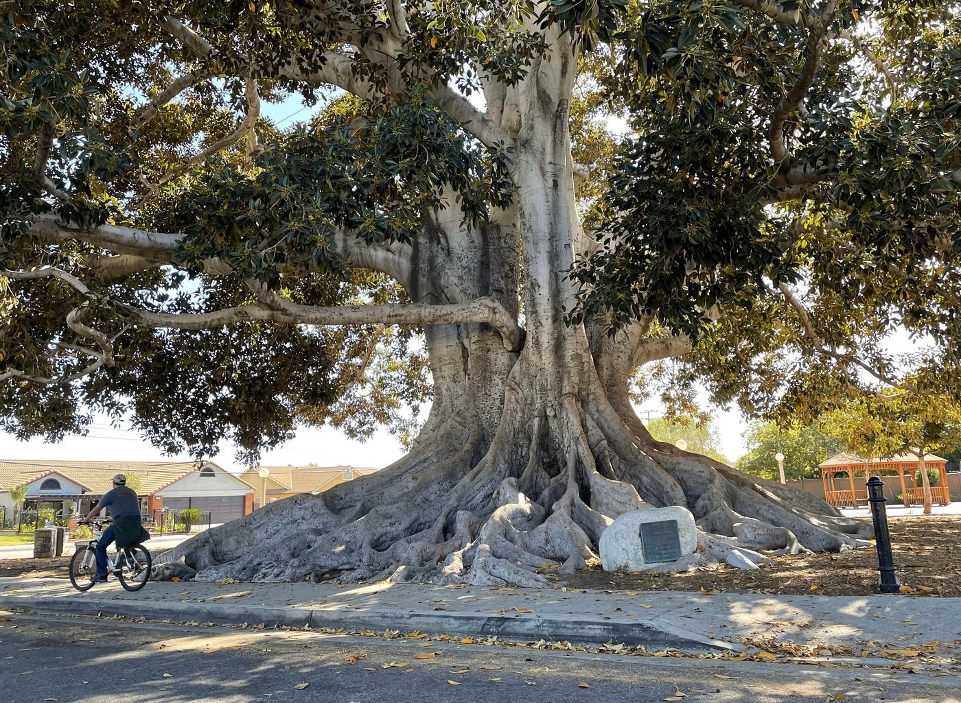 Cây đa Moreton Bay Fig cổ thụ tán rộng rễ bạnh