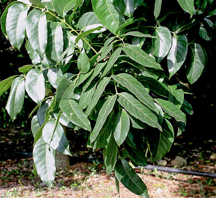 nhạc ngựa