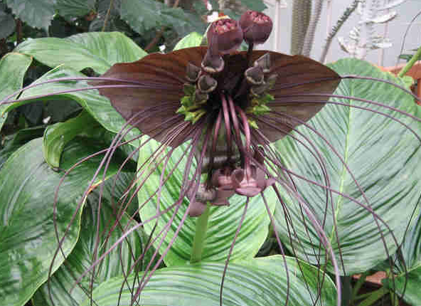 Râu hùm, hoa dơi đen