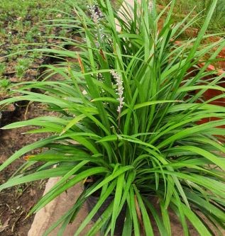Cao cẳng xanh, mạch môn