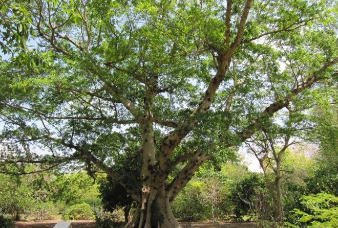 Dây huyết rồng