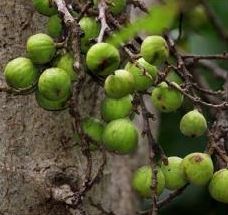 Dây huyết rồng