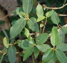 Dây huyết rồng