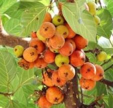 Dây huyết rồng