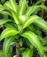 Thiết mộc lan lá vàng
