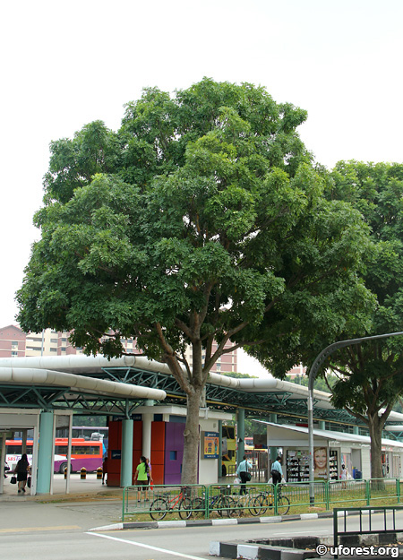 cây xà cừ