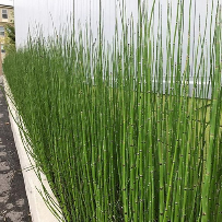 Mộc tặc, cỏ tháp bút