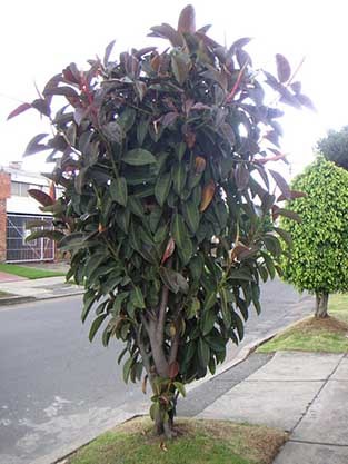 đa búp đỏ