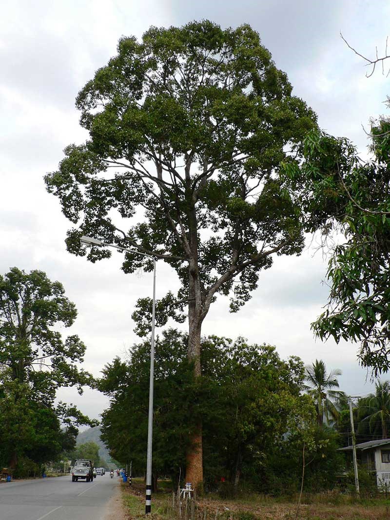 Sói rừng