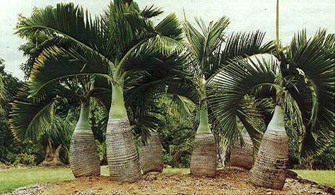 Đỗ quyên Đà Lạt
