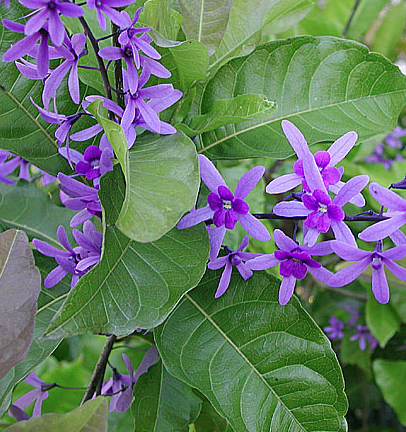 Lài Nhật (bạch thiền)